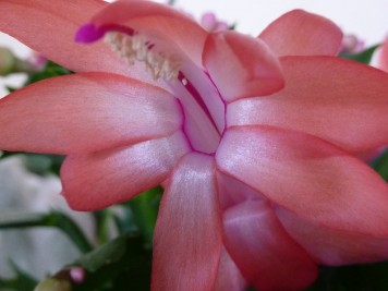 Schlumbergera