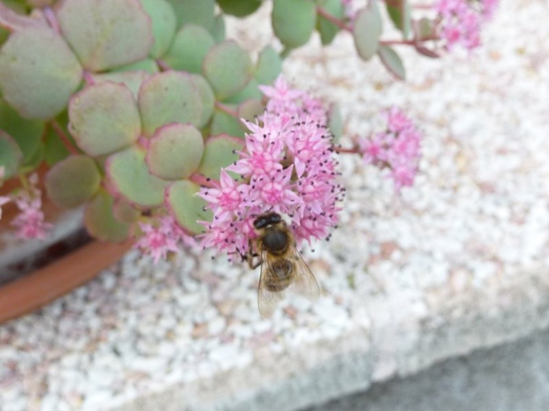 Sedum sieboldii