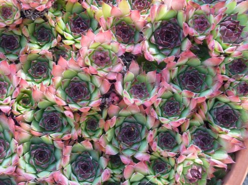 Sempervivums 1