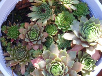 Sempervivums 2