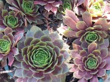 Sempervivums 4