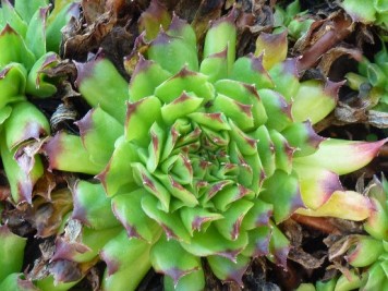 Sempervivums 5