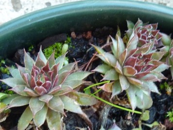 Sempervivums 6