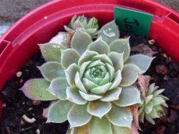 Sempervivums 7