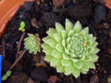 Sempervivums 8