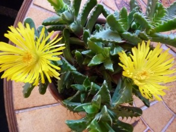 faucaria sp