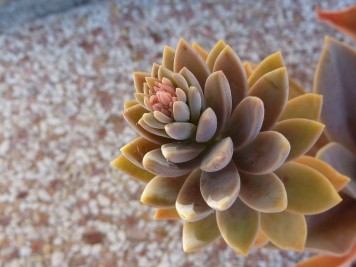graptoveria jeremie