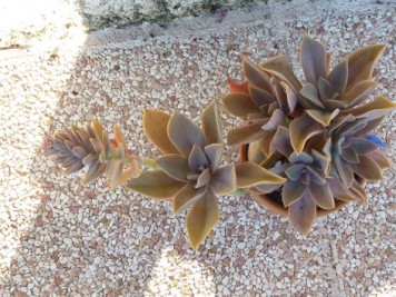 graptoveria jeremie