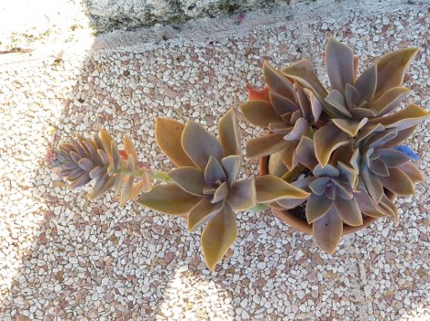 graptoveria jeremie