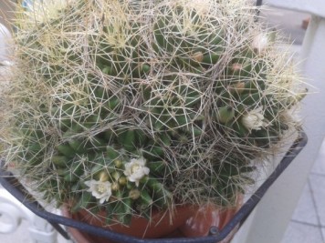 Mammillaria decipiens ssp camptotricha