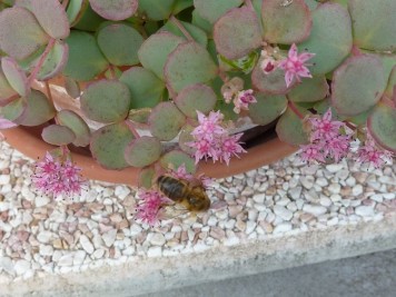 Sedum sieboldii