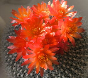 parodia sp