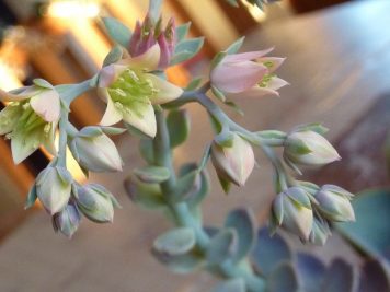 Echeveria Perle von Nurnberg