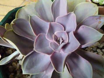 Echeveria "Perle von Nürnberg"