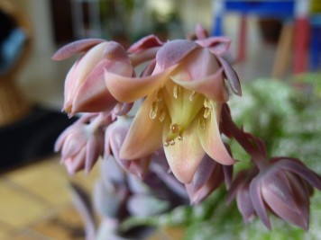 Echeveria "Perle von Nürnberg"