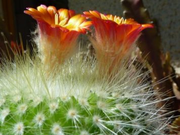 Parodia sp