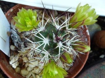 Echinocereus viridiflorus ssp davisii