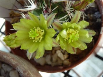 echinocereus viridiflorus ssp davisii