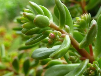 Sedum Joyce Tulloch