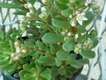 Sedum Joyce Tulloch