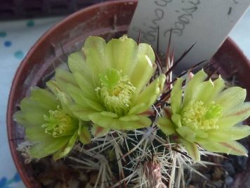 Echinocereus viridiflorus ssp davisii.