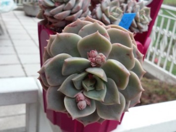 graptoveria titubans