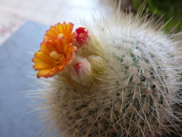 Parodia sp