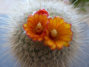 Parodia sp