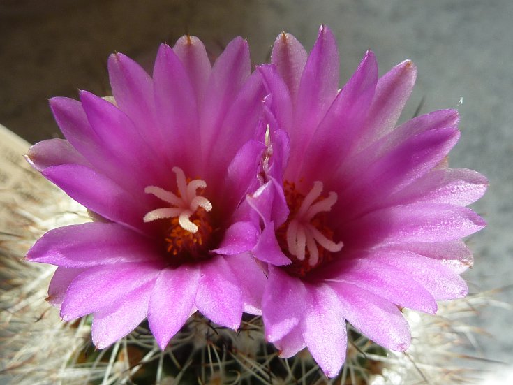 Turbinicarpus beguinii