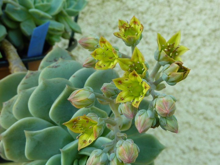 graptoveria titubans