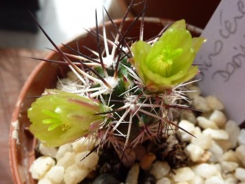 Echinocereus viridiflorus ssp davisii