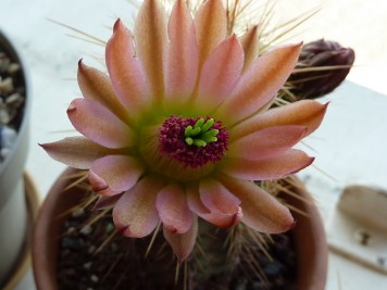 Echinocereus coccineus "Busek"