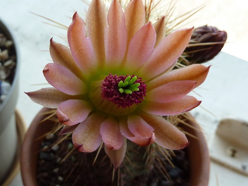 Echinocereus coccineus "Busek"