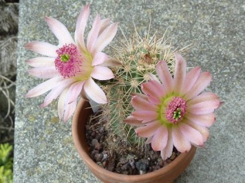 Echinocereus coccineus "Busek"