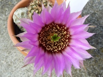 Echinocereus reichenbachii minor