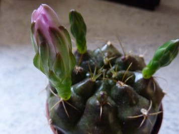 Gymnocalycium damsii var torulosum