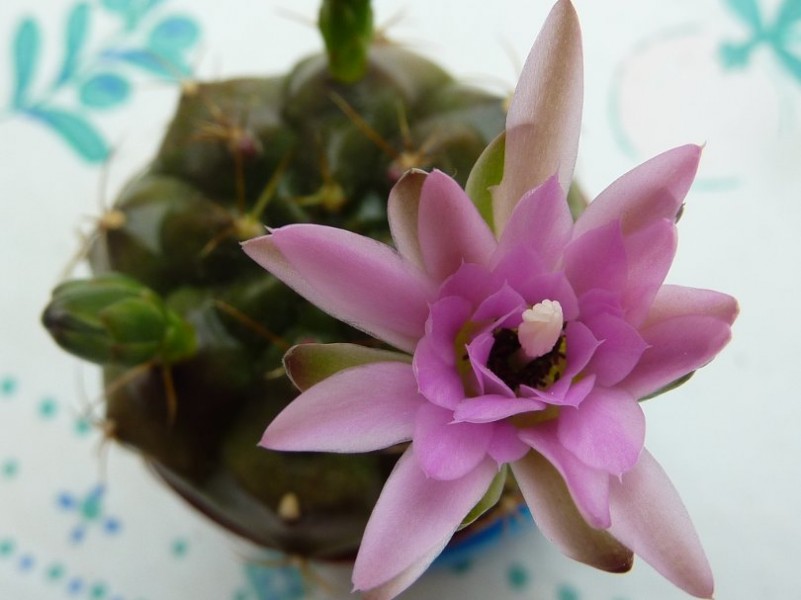 Gymnocalycium damsii var torulosum