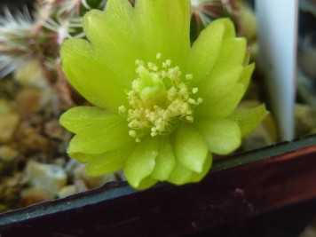 Echinopsis viridiflorus