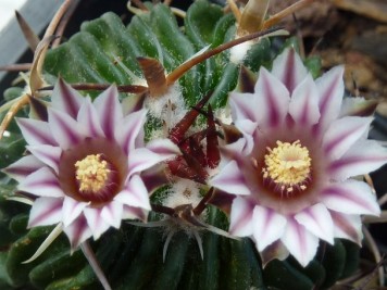 Echinofossulocactus sp2