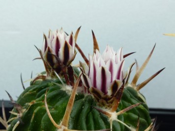 Echinofossulocactus sp2