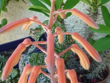 Aloe aristata