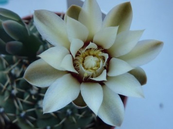 Gymnocalycium quehlianum