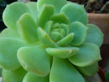 Echeveria kircheriana