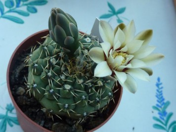 Gymnocalycium quehlianum