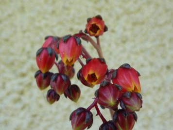 Echeveria Dionysos