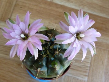 Gymnocalycium damsii var torulosum