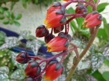 Echeveria Dionysos