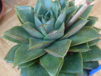 Echeveria Dionysos