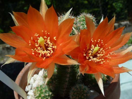 Chamaecereus Gwendoline