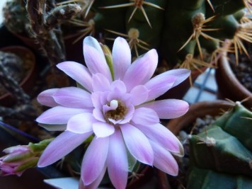 Gymnocalycium damsii var torulosum